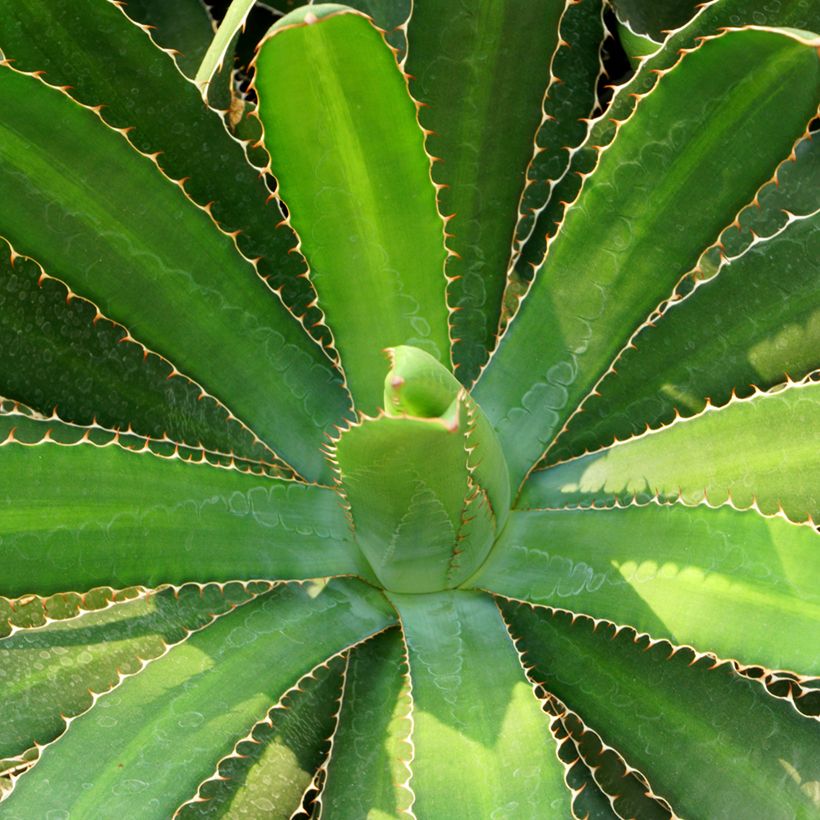 Agave lophantha - Agave à crête épineuse (Foliage)