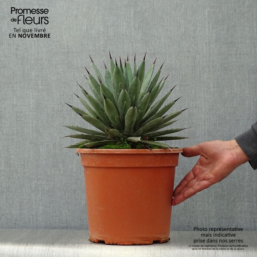 Spécimen de Agave macroacantha Pot de 7,5L/10L tel que livré en automne