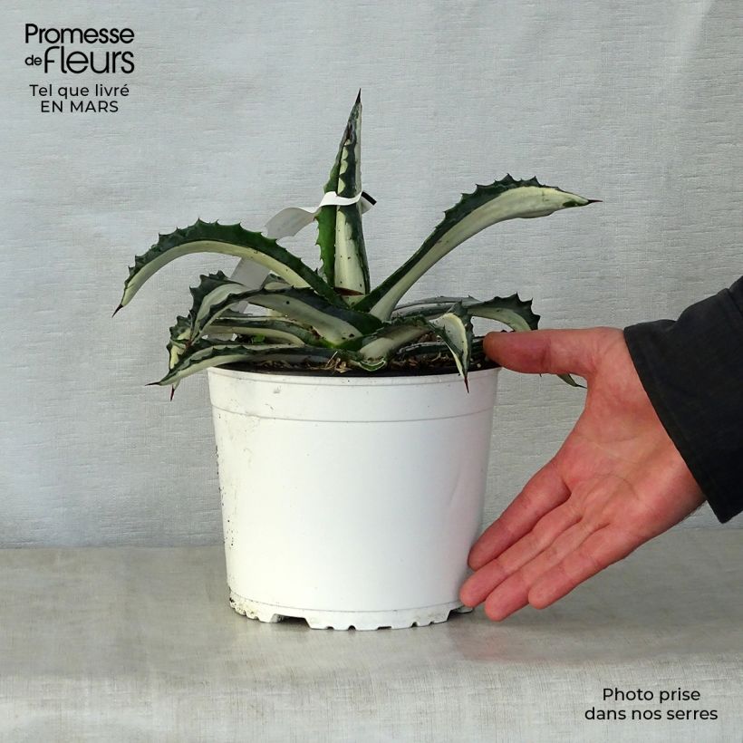 Example of Agave Mediopicta Alba - Agave d'Amérique Pot de 2L/3L as you get in printemps