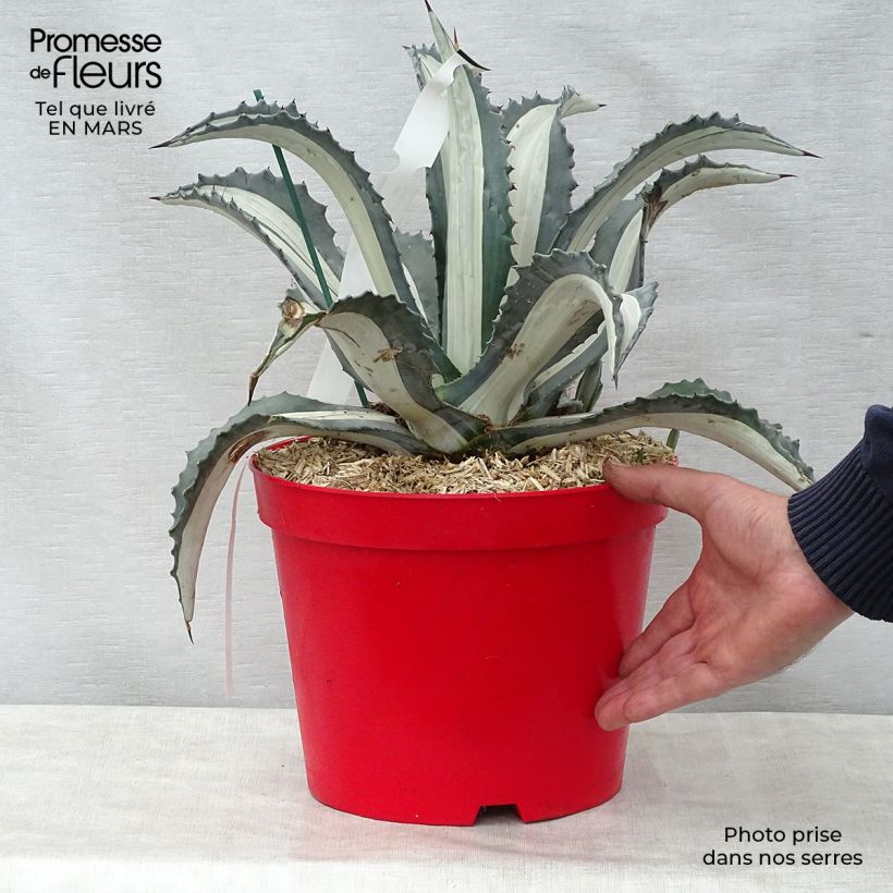 Example of Agave Mediopicta Alba - Agave d'Amérique Pot de 7,5L/10L as you get in printemps