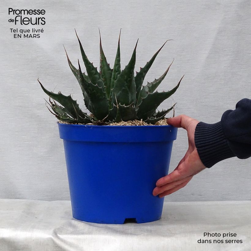 Example of Agave montana Pot de 7,5L/10L as you get in printemps