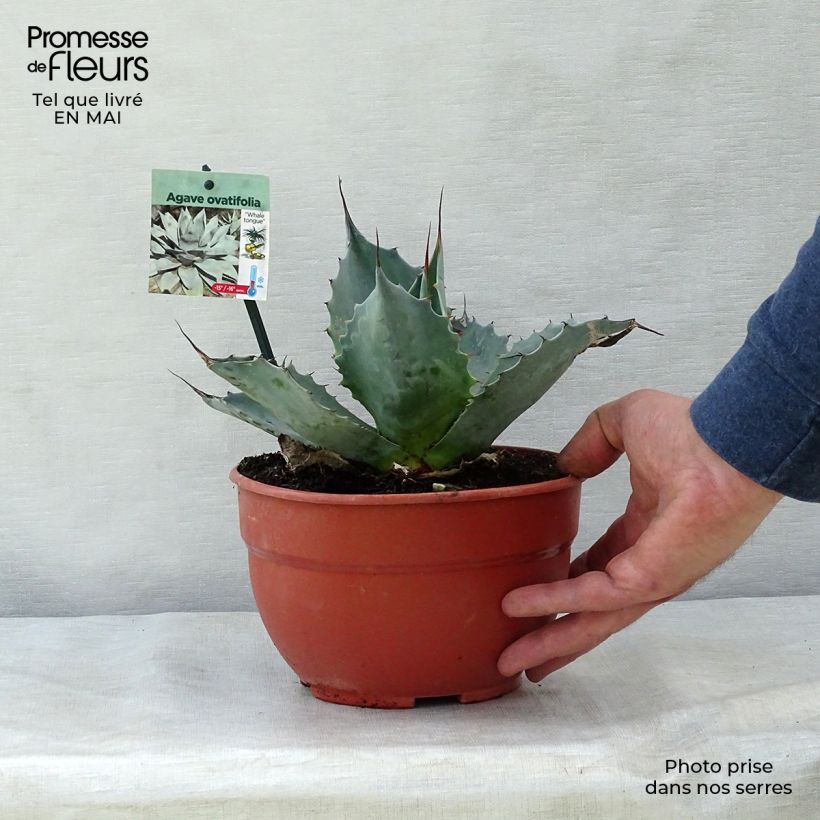 Example of Agave ovatifolia Pot de 3L/4L as you get in printemps