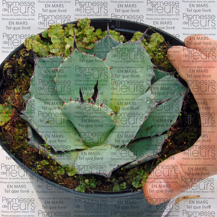 Example of Agave parryi huachucensis - Agave de Parry Pot de 2L/3L as you get