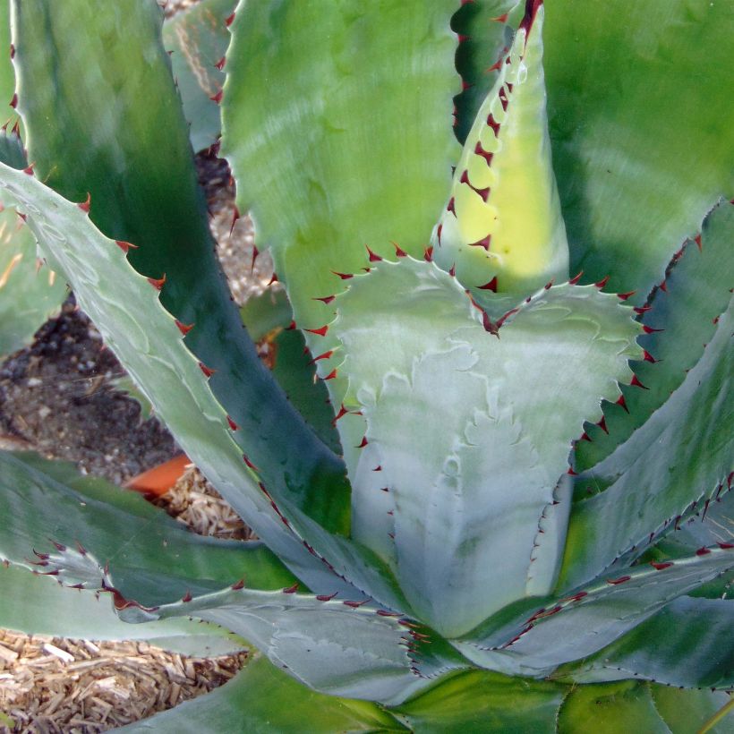 Agave parryi neomexicana (Foliage)