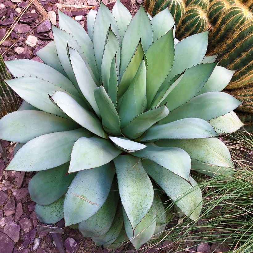 Agave potatorum (Plant habit)