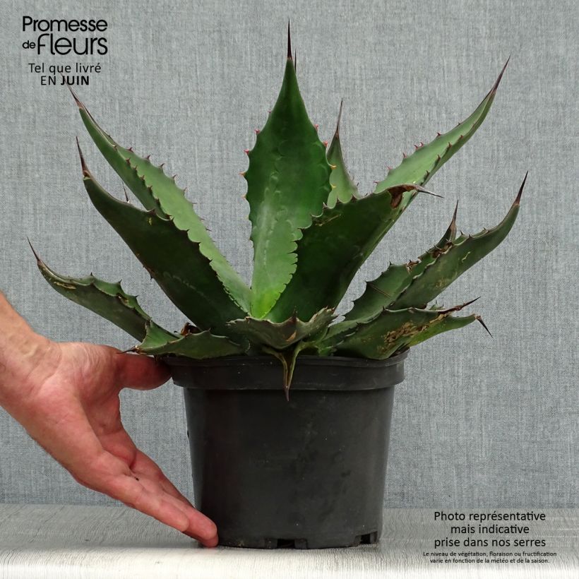 Spécimen de Agave salmiana - Agave de Salm Pot de 3L/4L tel que livré en été