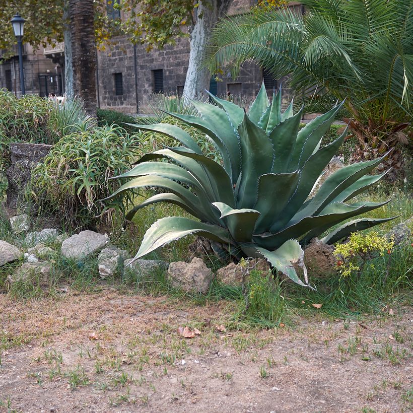 Agave salmiana subsp. crassispina (Plant habit)