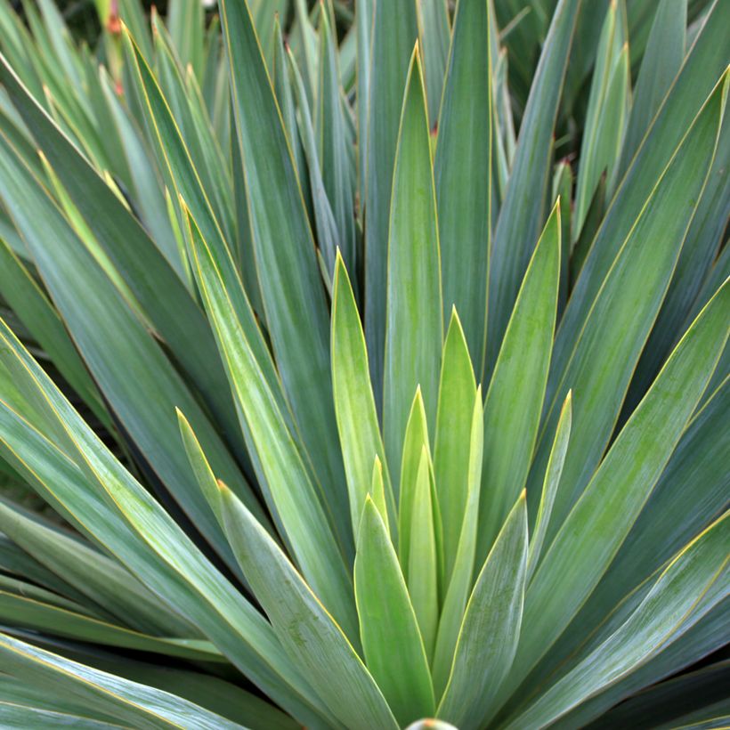 Agave sisalana - Sisal (Foliage)