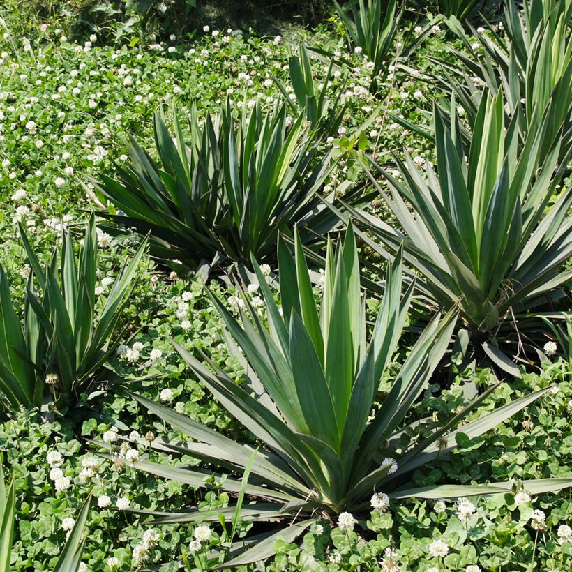 Agave sisalana - Sisal (Plant habit)