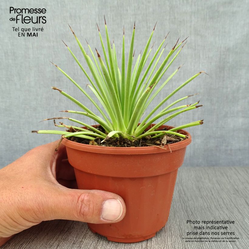 Example of Agave stricta Nana Pot de 12 cm / 13 cm as you get in printemps