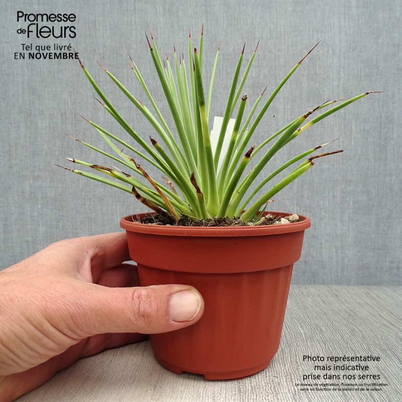 Spécimen de Agave stricta Nana Pot de 12 cm / 13 cm tel que livré en automne