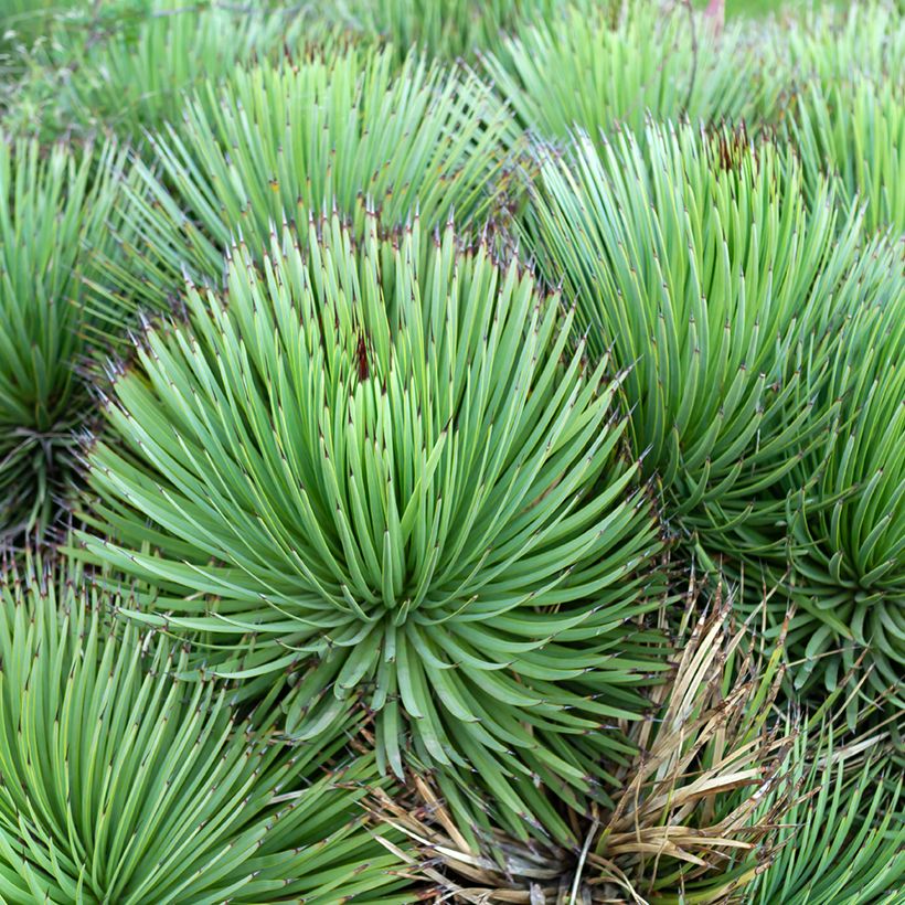 Agave stricta (Plant habit)