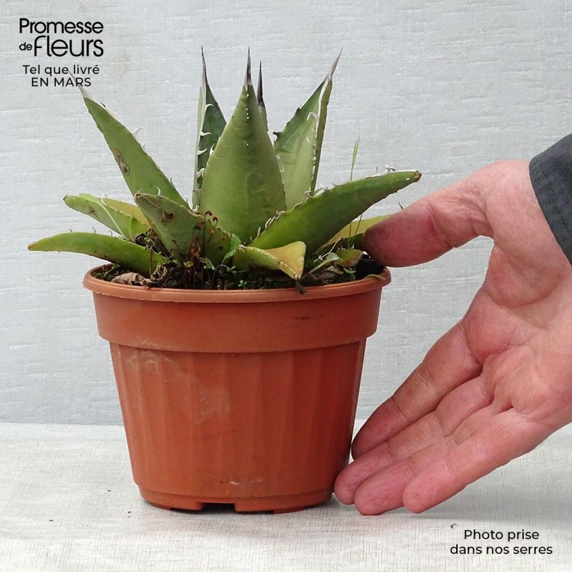 Example of Agave titanota Pot de 12 cm / 13 cm as you get in printemps