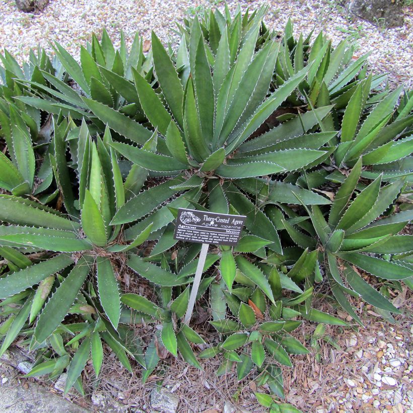Agave lophantha - Agave à crête épineuse (Plant habit)