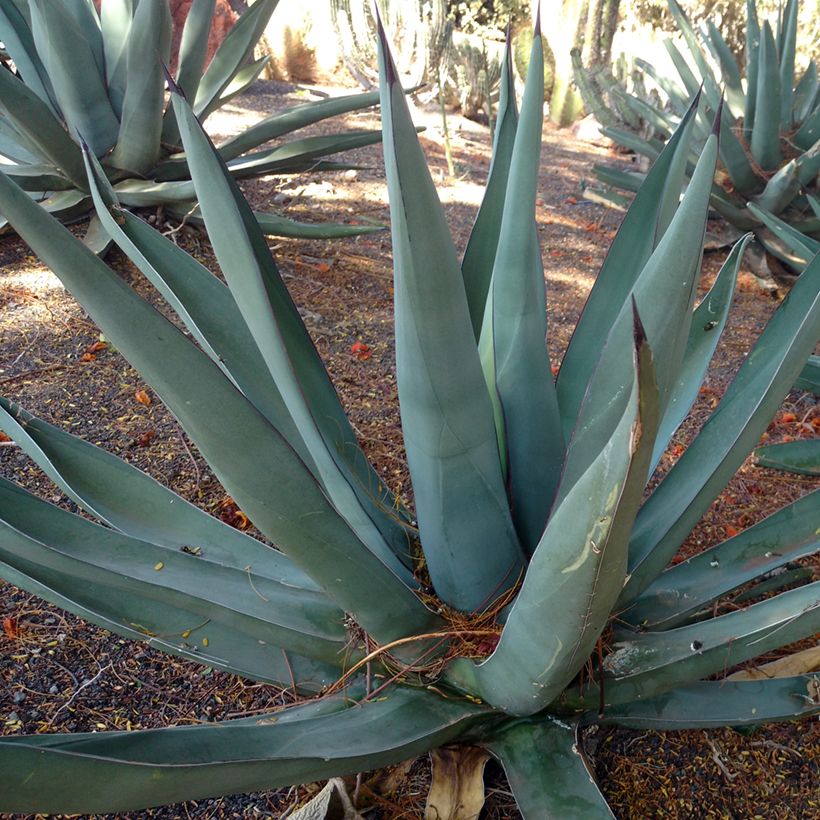 Agave x nigra (Plant habit)