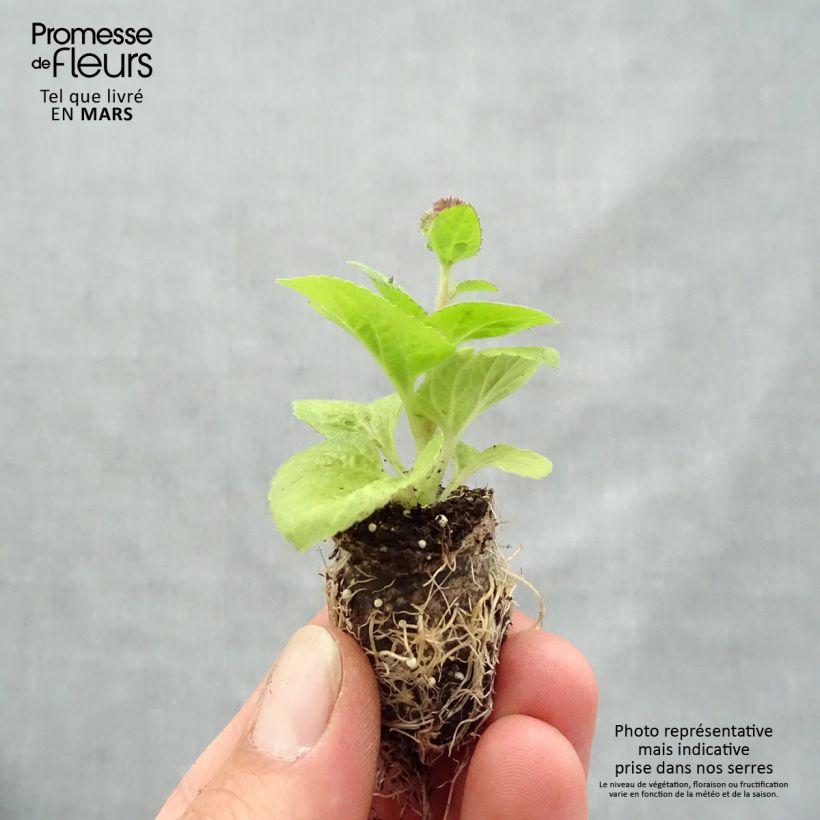 Example of Ageratum Cushion Violet - Agérate du Mexique Mini-motte Ø 1,5/2,5 cm as you get in printemps