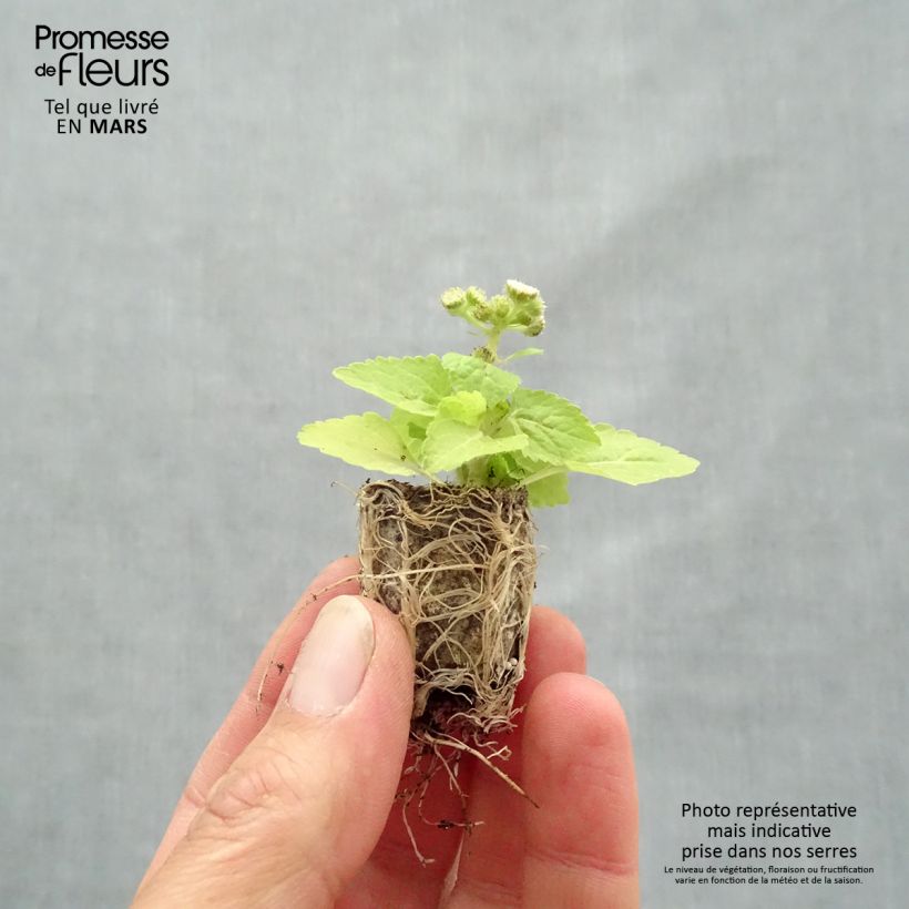 Example of Ageratum Cushion White - Agérate du Mexique Mini-motte Ø 1,5/2,5 cm as you get in printemps