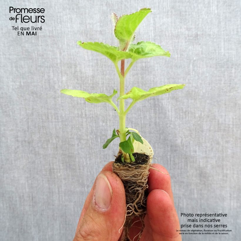 Example of Ageratum haut City Blue Mini-motte Ø 3/4 cm, Livré en plant vert de 5 à 10 cm de hauteur as you get in printemps