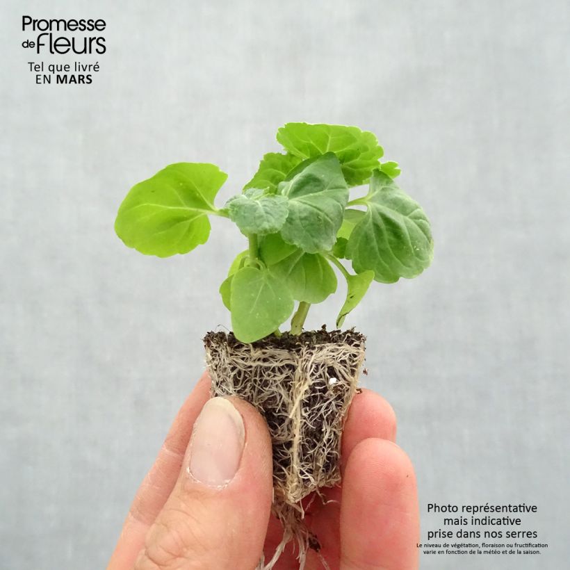 Example of Ageratum haut City Blue Jardimotte : motte 3,8 cm x 3,2 cm en plaque de culture par 16 as you get in printemps