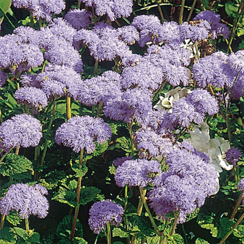 Ageratum haut City Blue (Flowering)