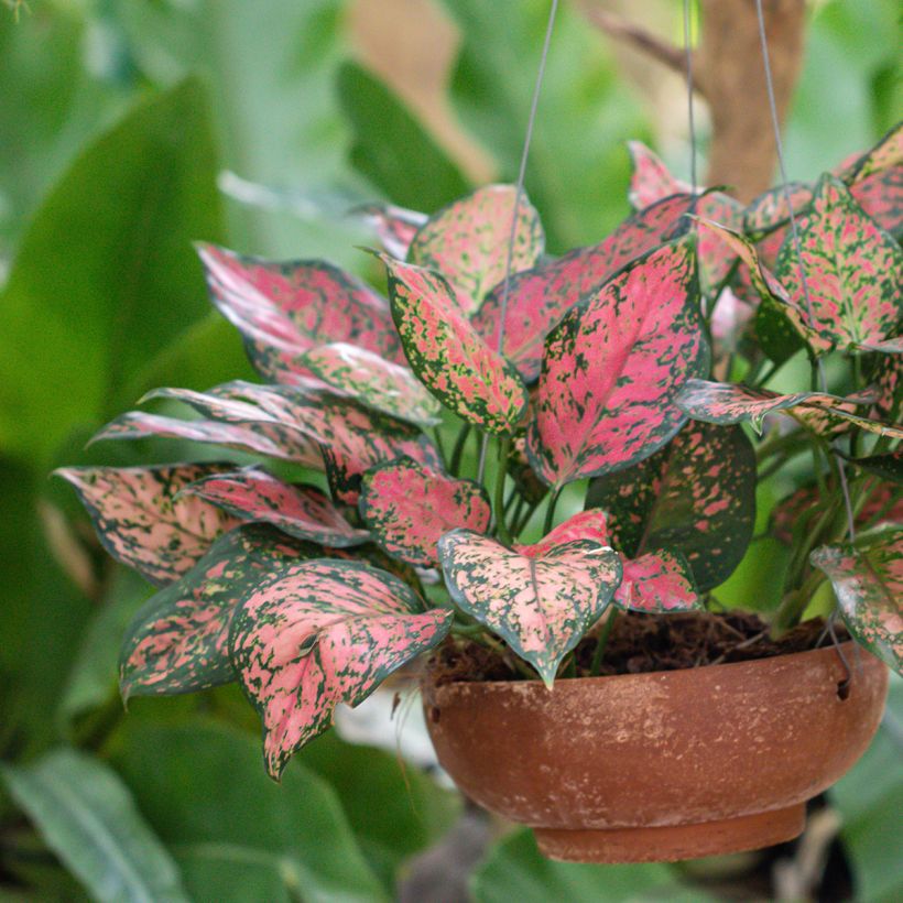 Aglaonema Beauty (Port)