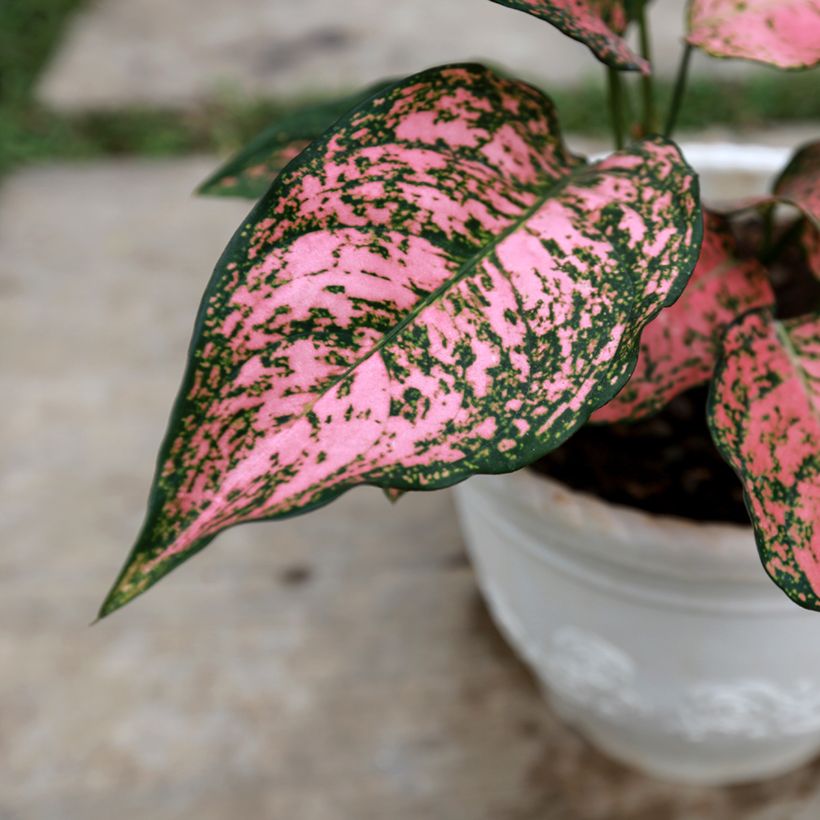 Aglaonema Red Valentine (Foliage)