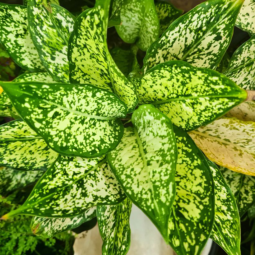 Aglaonema Snowflake (Foliage)