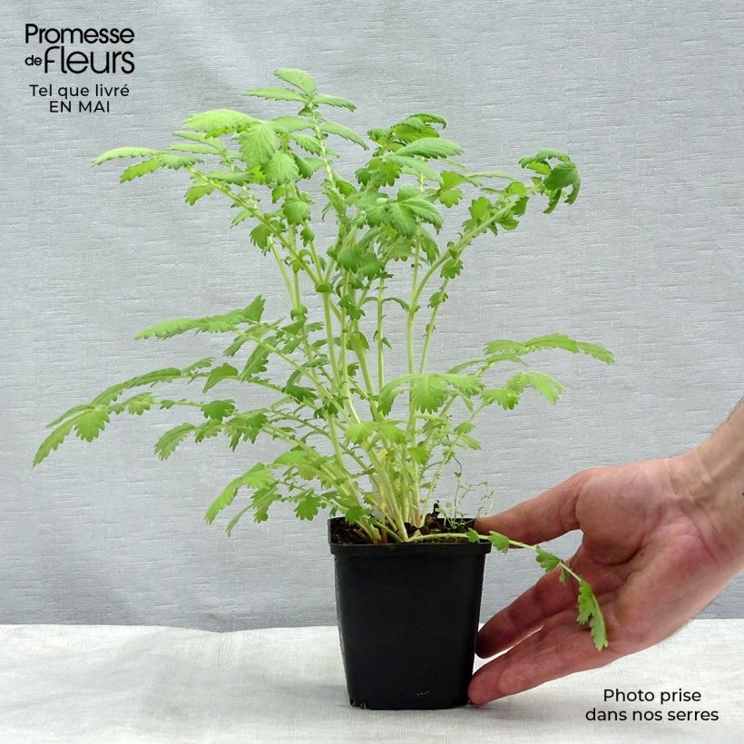 Example of Agrimonia eupatoria Alba Godet de 8/9 cm as you get in printemps