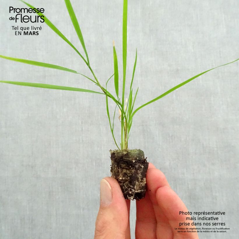 Example of Agrostis stolonifera Green Twist - Bamboo Grass Mini-motte Ø 1,5/2,5 cm, Plant vert de 5 cm de haut en minimottes as you get in printemps