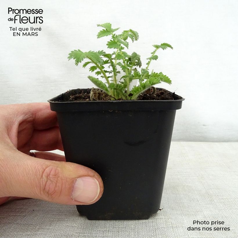 Example of Aigremoine eupatoire - Agrimonia eupatoria Godet de 8/9 cm as you get in printemps