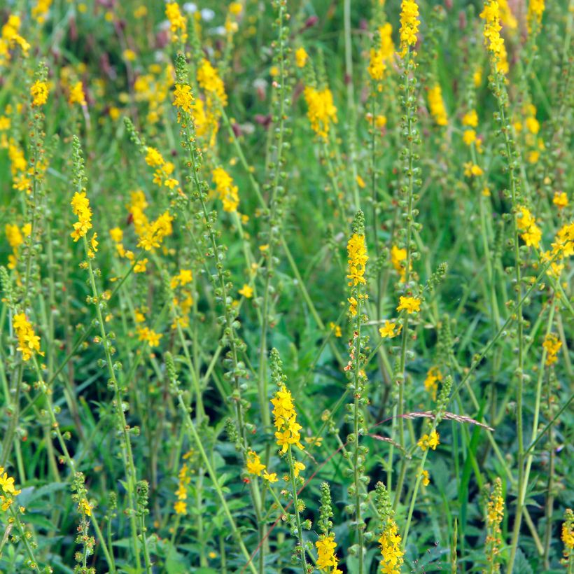 Aigremoine eupatoire - Agrimonia eupatoria (Plant habit)