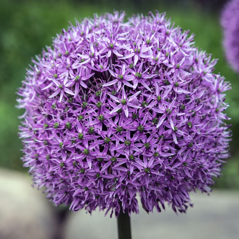 Ail d'ornement - Allium Gladiator (Flowering)