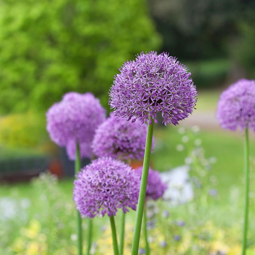 Ail d'ornement - Allium Gladiator (Plant habit)