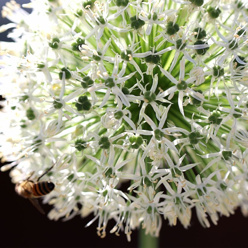 Ail d'ornement - Allium Mount Everest (Flowering)