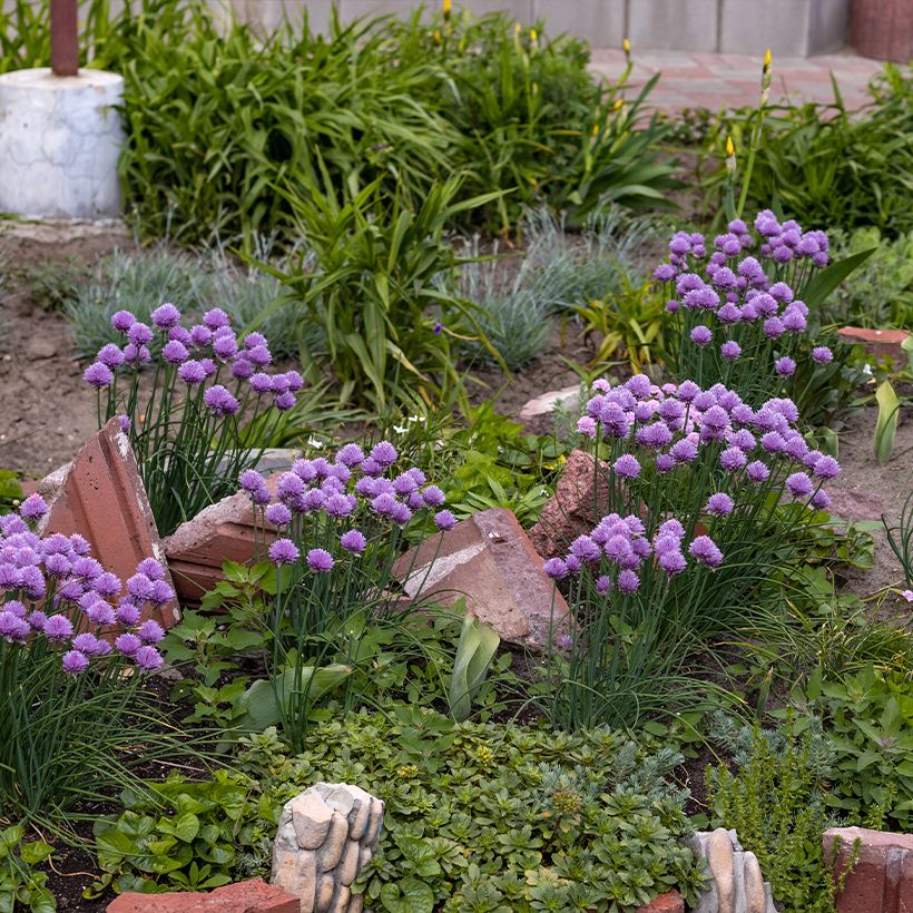 Ail d'ornement - Allium Serendipity (Plant habit)