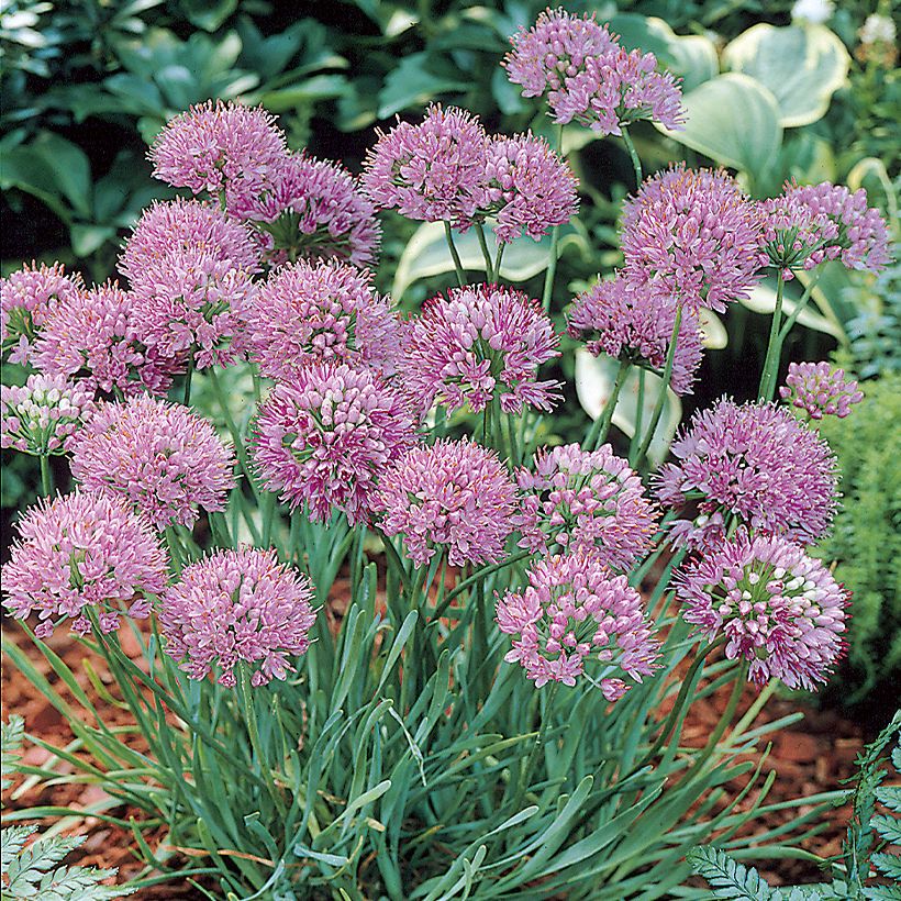 Ail d'ornement - Allium angulosum ou acutangulum (Plant habit)