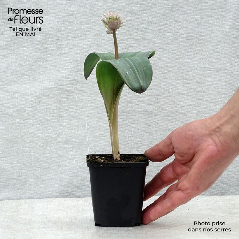 Example of Allium karataviense - Ail d'ornement du Turkestan Pot de 12 cm / 13 cm as you get in printemps