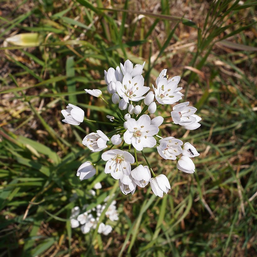 Ail d'ornement - Allium neapolitanum (Flowering)
