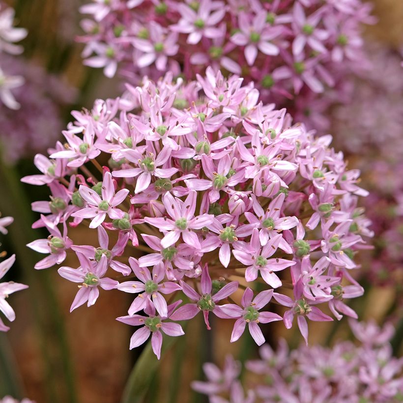 Ail d'ornement - Allium nigrum Pink Jewel (Flowering)