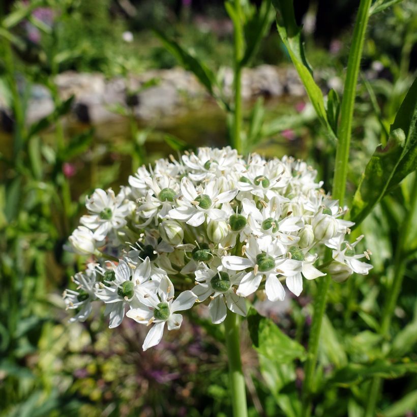 Ail d'ornement - Allium nigrum ou multibulbosum (Flowering)