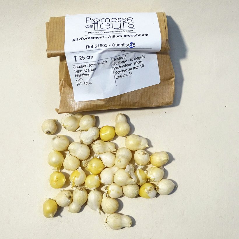 Exemple de spécimen de Ail d'ornement - Allium oreophilum Bulbe calibre 3 tel que livré