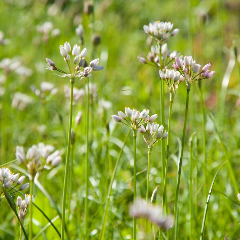 Ail d'ornement - Allium roseum (Plant habit)