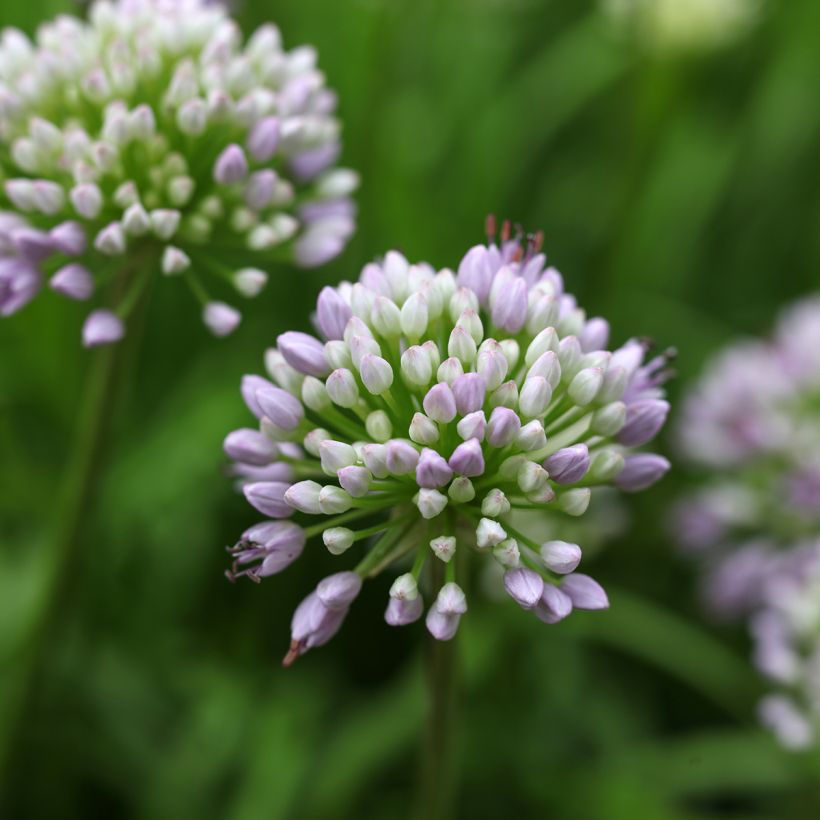 Ail d'ornement - Allium senescens Summer Beauty (Floraison)