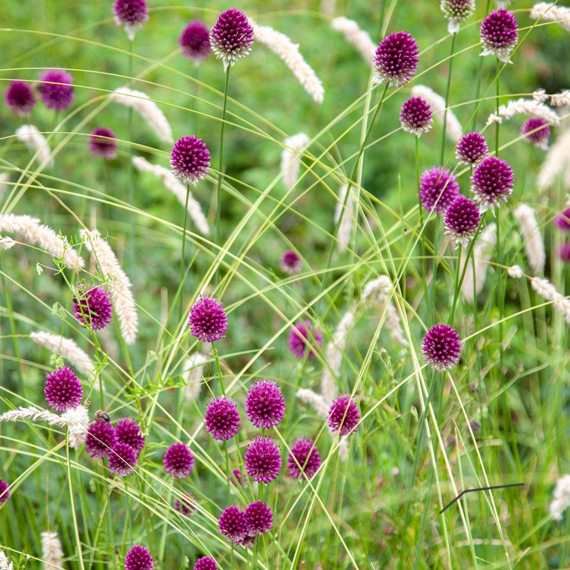 Ail d'ornement - Allium sphaerocephalon (Plant habit)