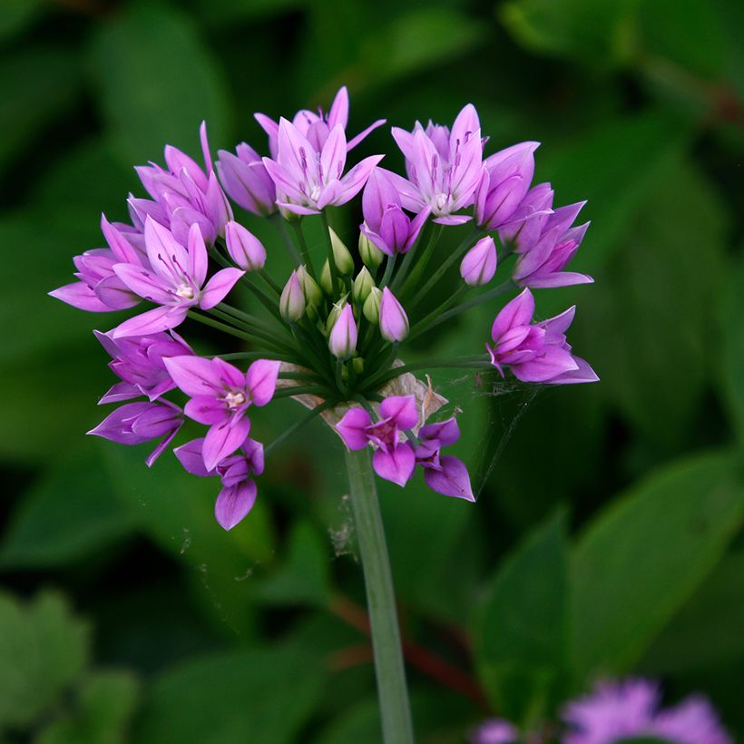 Ail d'ornement - Allium unifolium Eros (Flowering)
