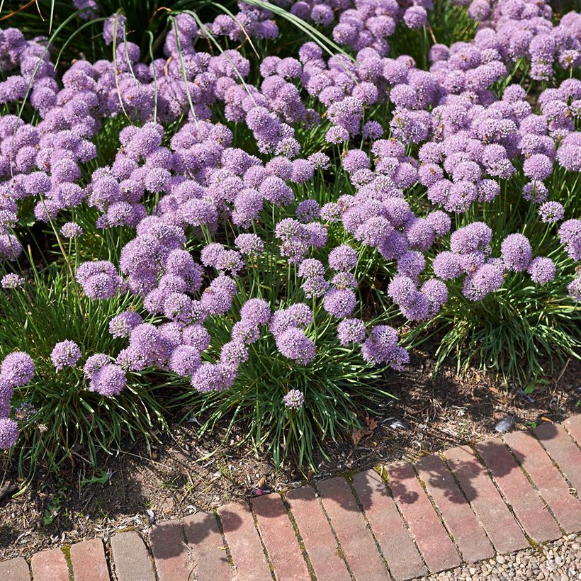 Ail d'ornement - Allium senescens Avatar (Plant habit)