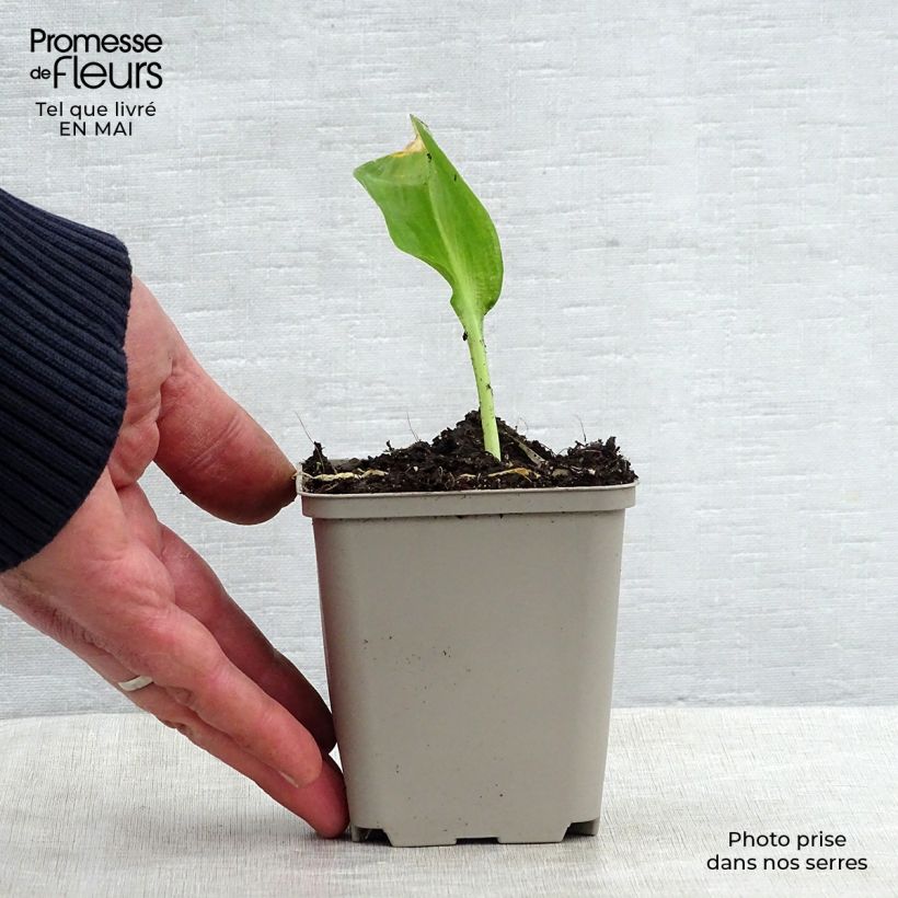 Example of Ail des Ours - Allium ursinum Godet de 7/8 cm as you get in printemps