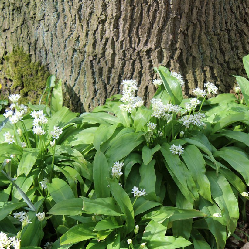 Ail des Ours - Allium ursinum (Plant habit)