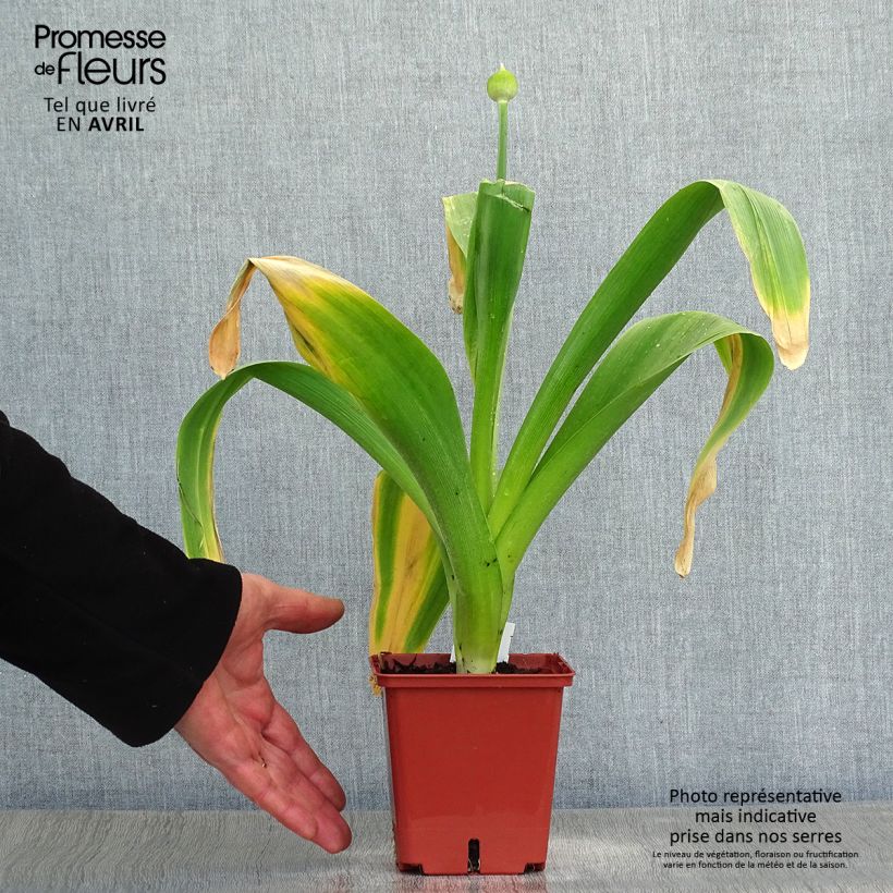 Example of Ail d'ornement - Allium Mont Blanc Pot de 1L/1,5L as you get in printemps