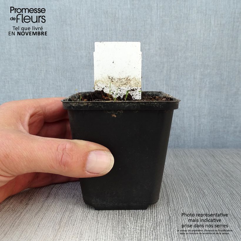 Spécimen de Allium karataviense - Ail d'ornement du Turkestan Pot de 12 cm / 13 cm tel que livré en automne